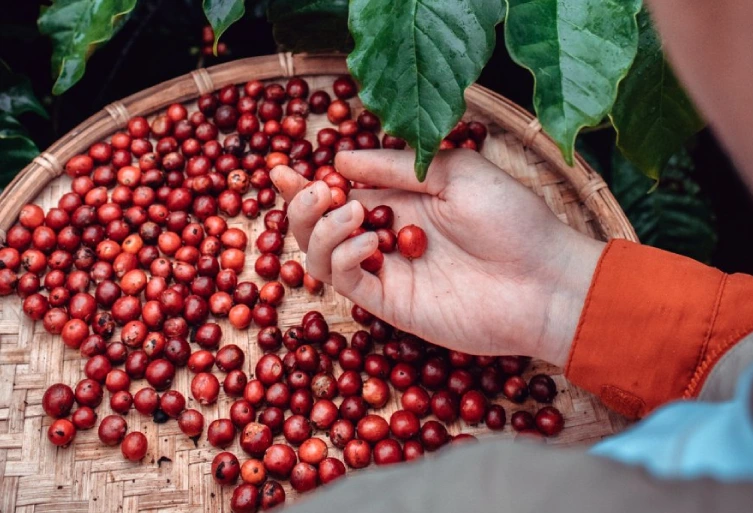 Ethical Coffee Sourcing and Sustainable Farming